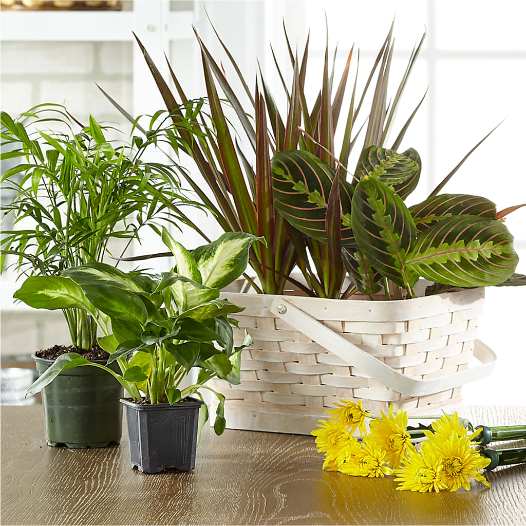 Florist Designed Blooming and Green Plants in a Basket – Touch Of Roses Inc, Visalia CA