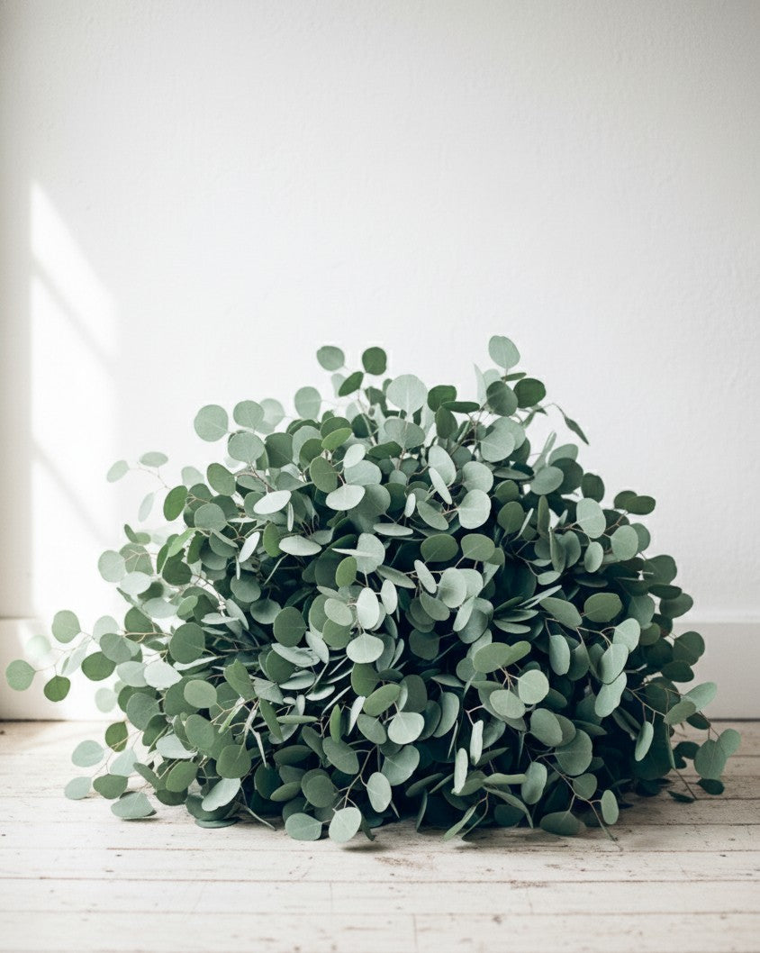 Eucalyptus Silver Dollar - Bulk And Wholesale – Touch Of Roses Inc, Visalia CA