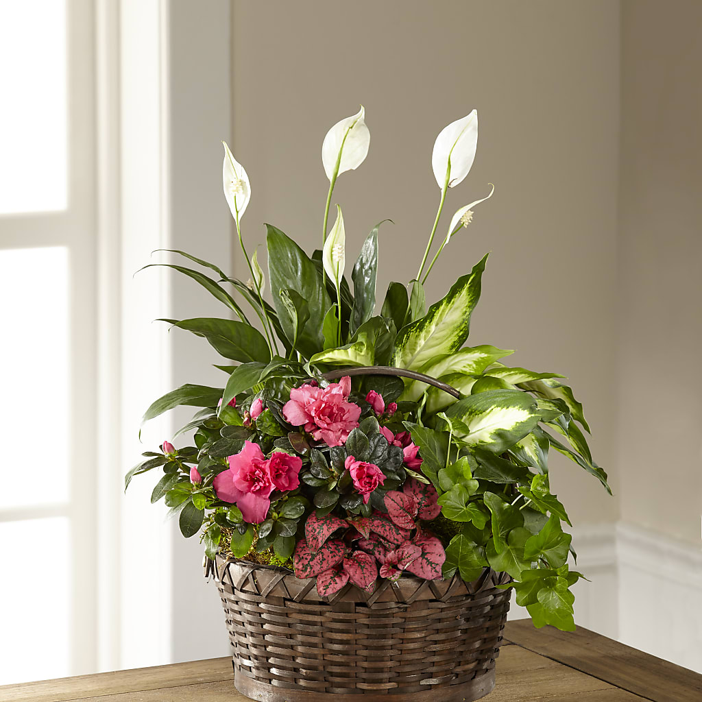 Dream in Pink Dishgarden – Touch Of Roses Inc, Visalia CA