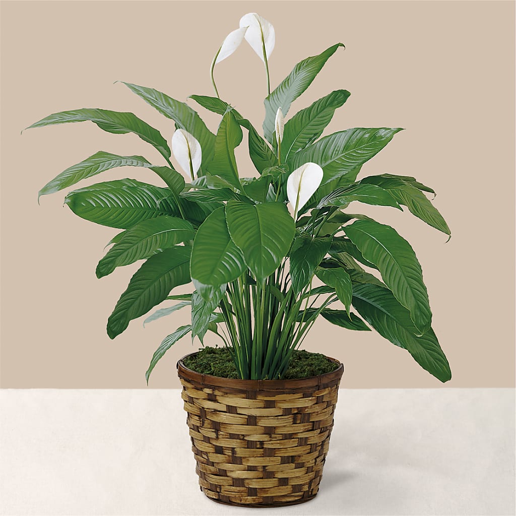 Tranquil Moments Peace Lily Plant – Touch Of Roses Inc, Visalia CA