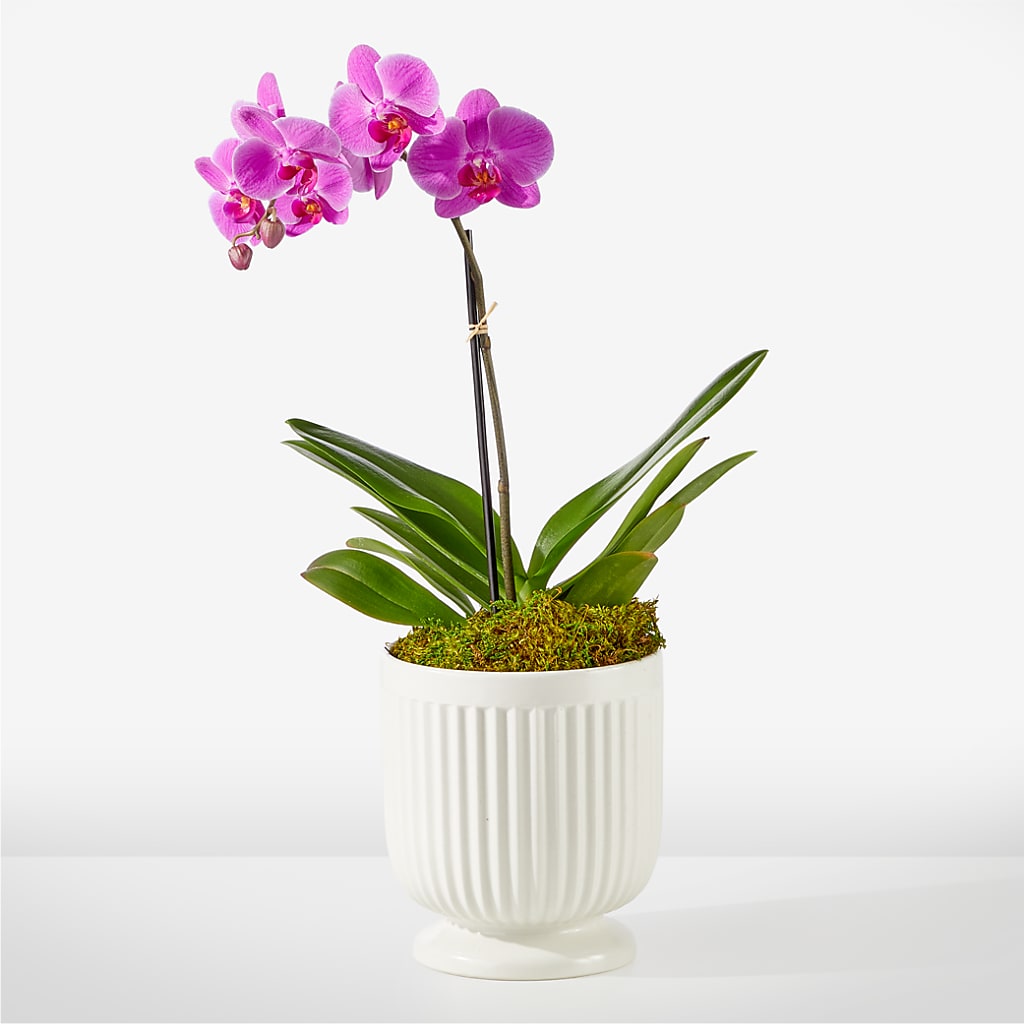 Friendly Fuchsia Orchid – Touch Of Roses INC, Visalia CA