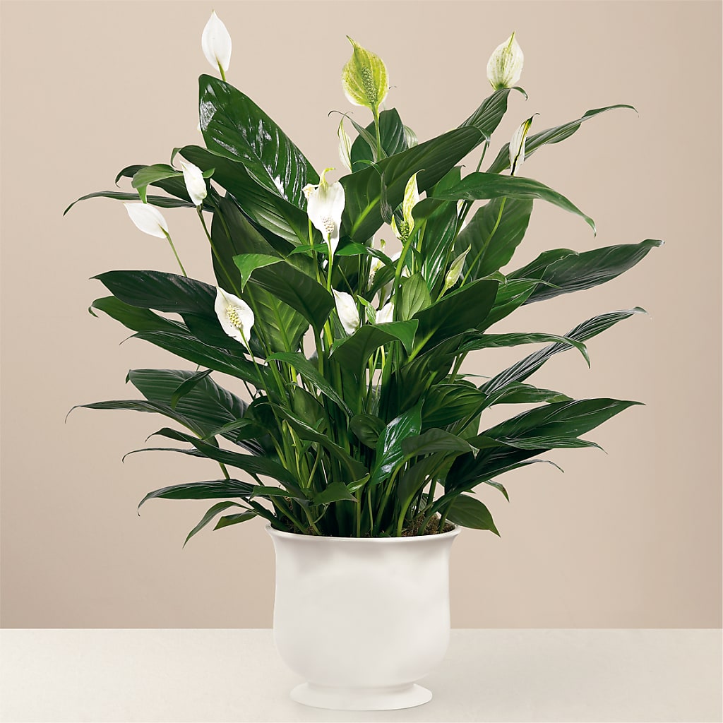 Comfort Planter – Touch Of Roses Inc, Visalia CA