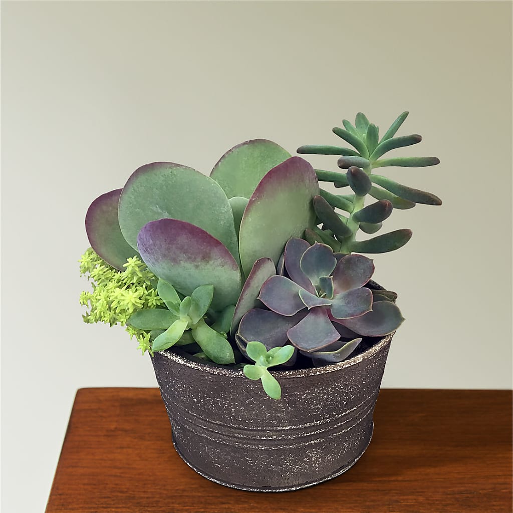 Lush Succulent Garden – Touch Of Roses Inc, Visalia CA