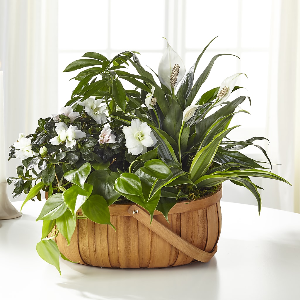 Serene Dishgarden – Touch Of Roses Inc, Visalia CA
