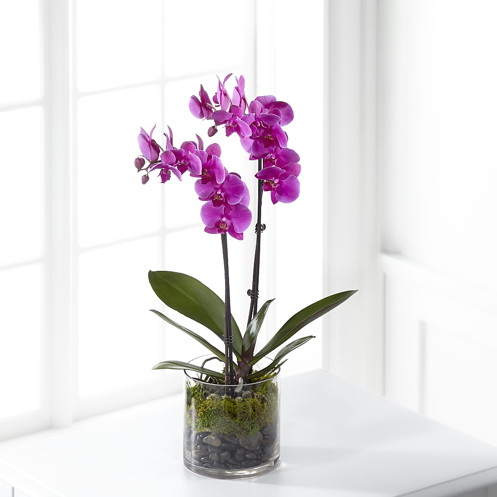 Pink Orchid Plant – Touch Of Roses Inc, Visalia CA