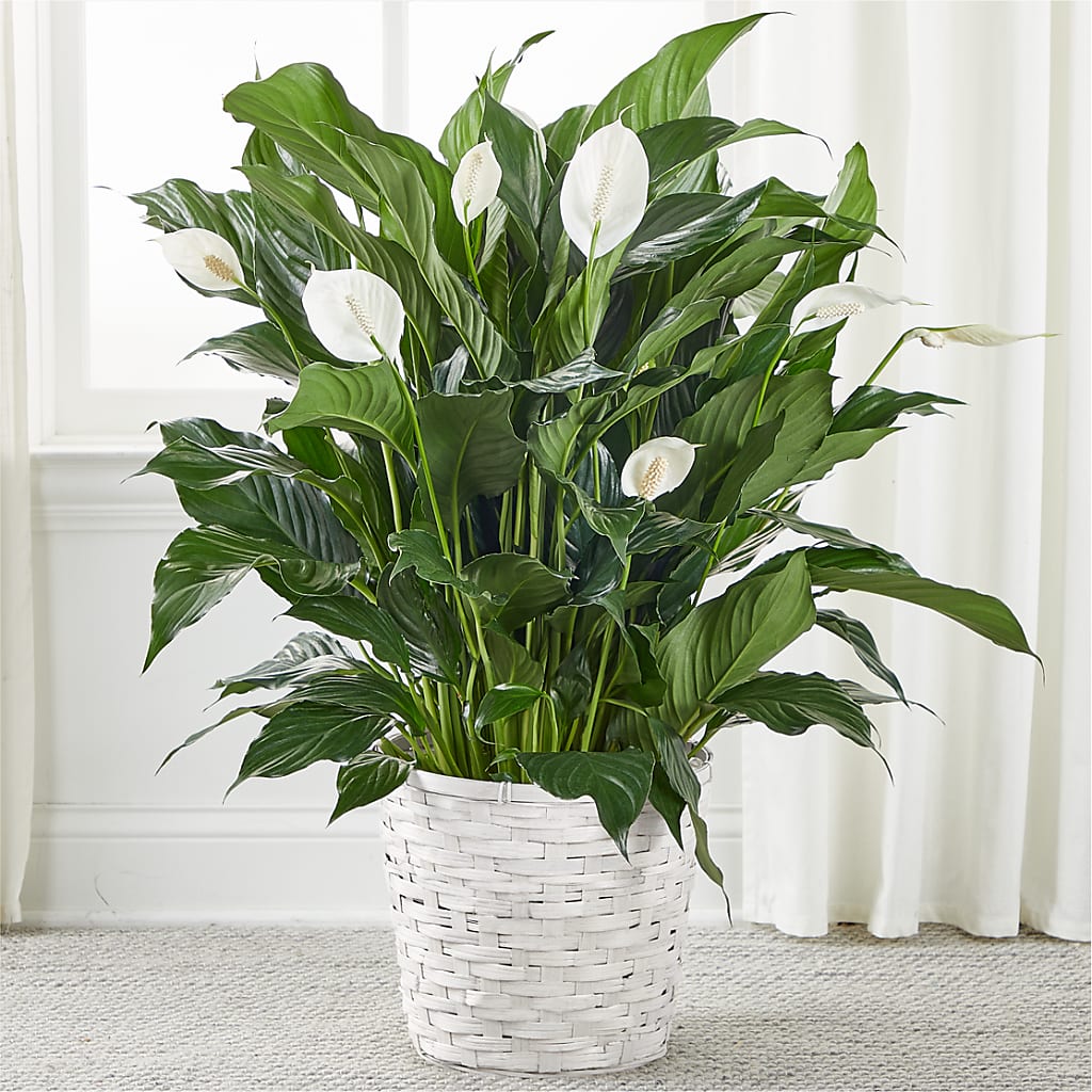 A New Leaf Peace Lily – Touch Of Roses Inc, Visalia CA