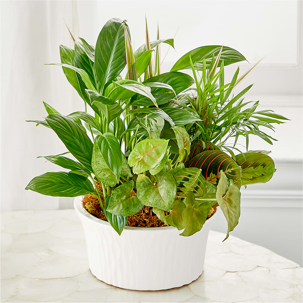 Balance & Harmony Dishgarden – Touch Of Roses INC, Visalia CA