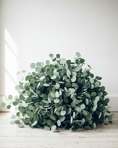 Eucalyptus Silver Dollar - Bulk And Wholesale
