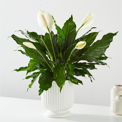 Comfort Planter –  Touch Of Roses, Visalia CA