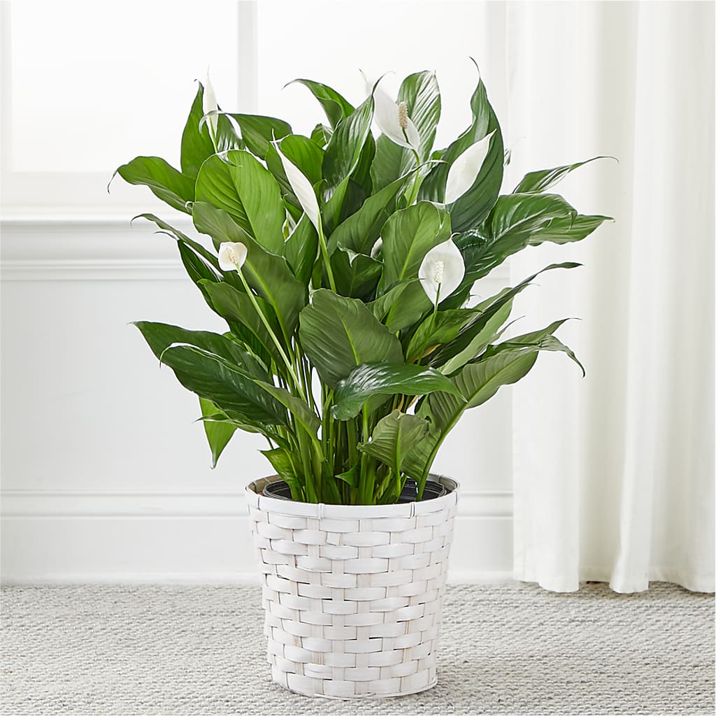 A New Leaf Peace Lily –  Touch Of Roses, Visalia CA