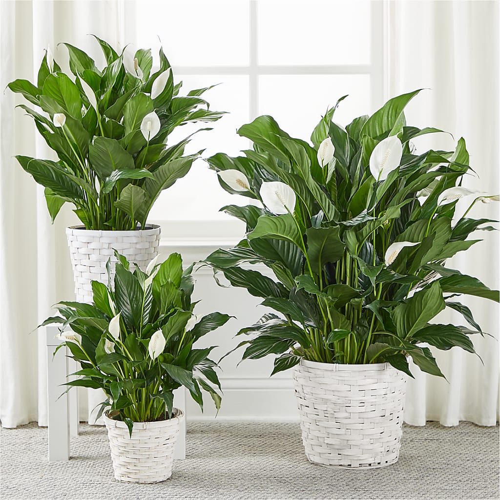 A New Leaf Peace Lily –  Touch Of Roses, Visalia CA